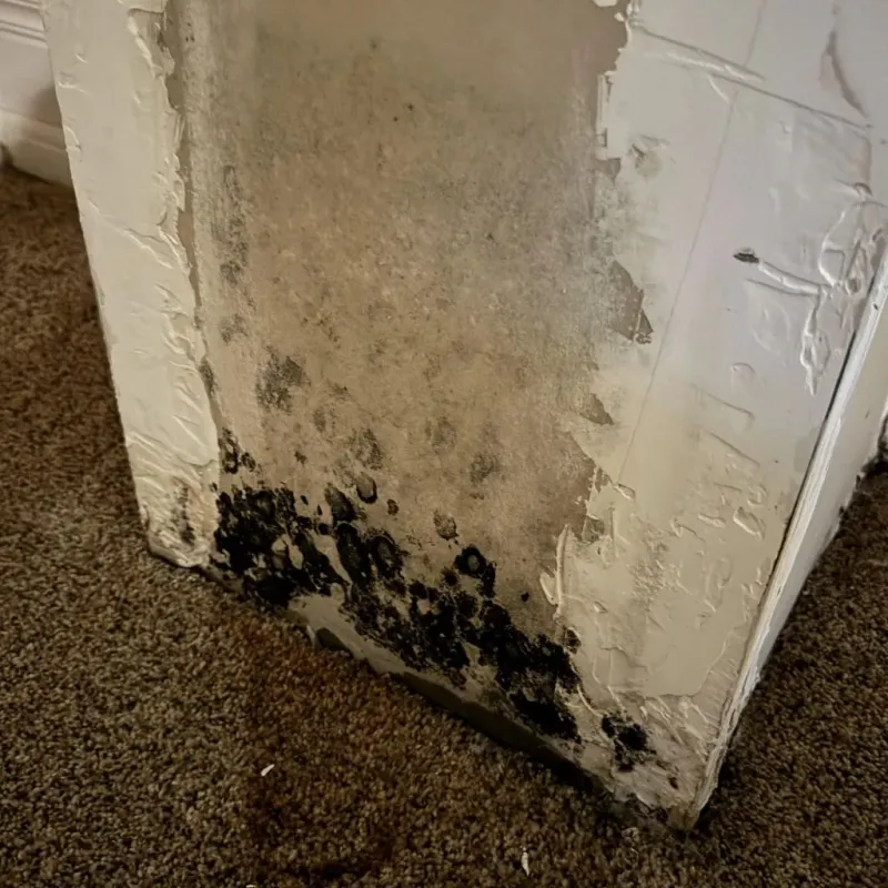 Professional Mold Removal in Madison, VA